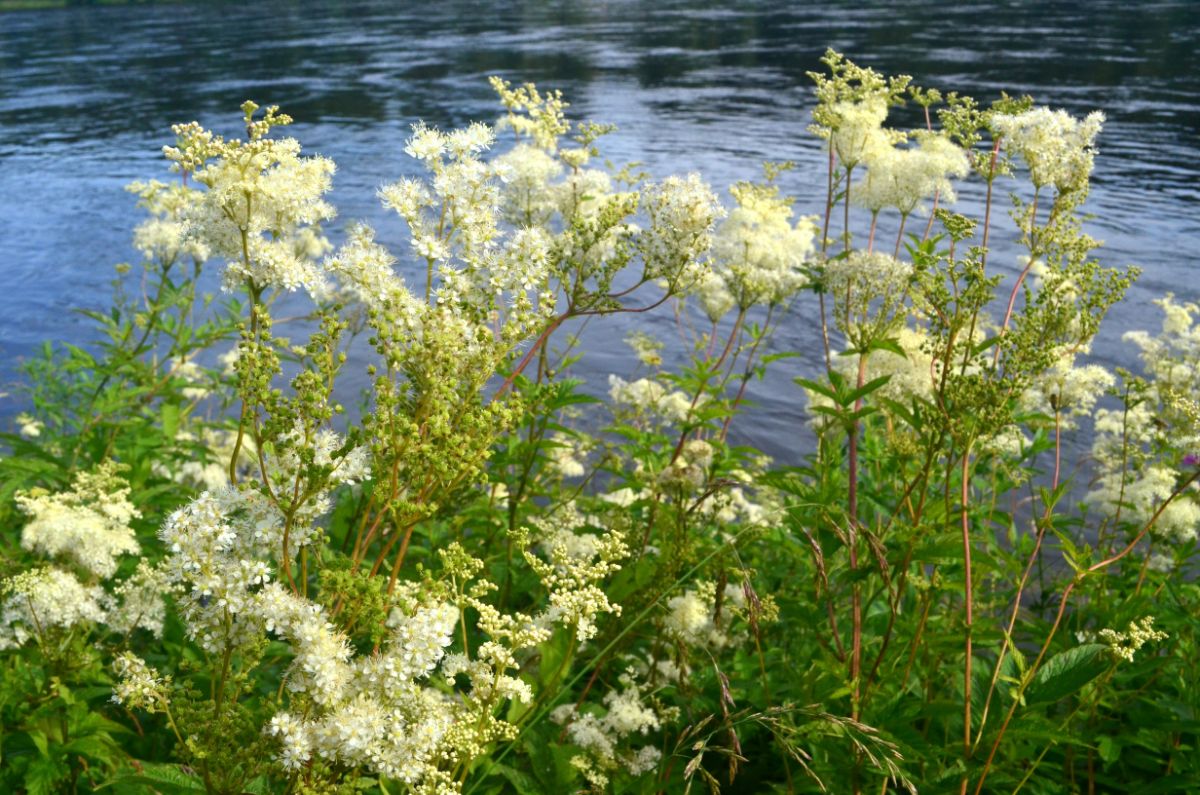 White flowering meadowsweet next to water
