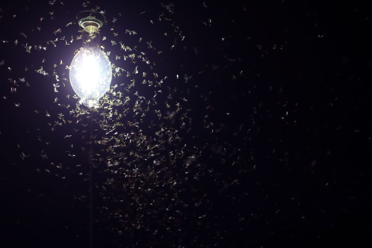 A mass of mosquitoes drawn to a white outside light