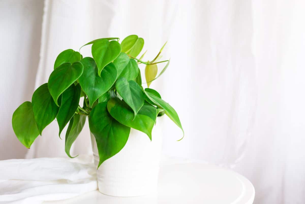 A philodendron growing in an office