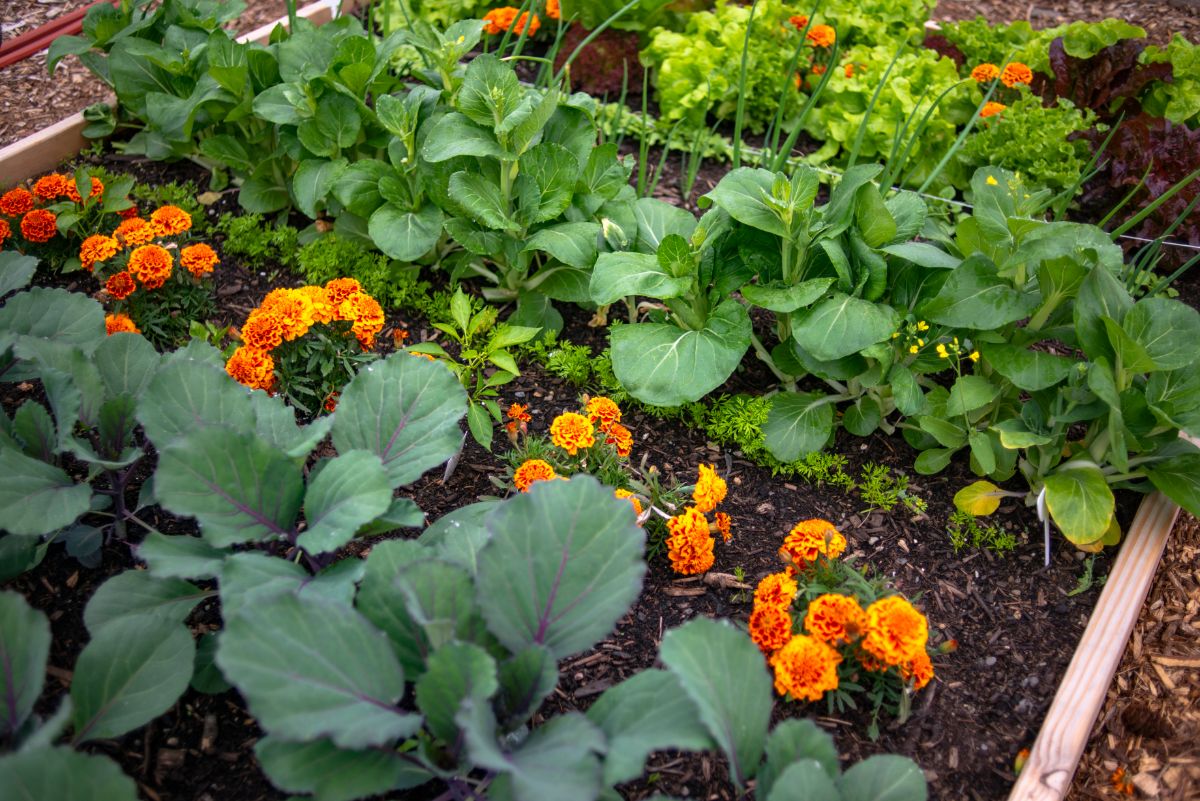 Marigolds and vegetables growing in a raised bed