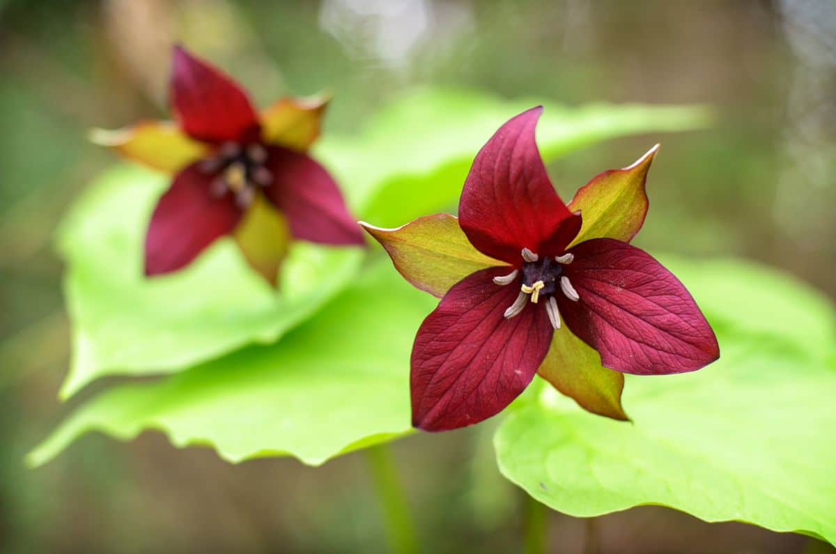 Trillium, Endangered native plants