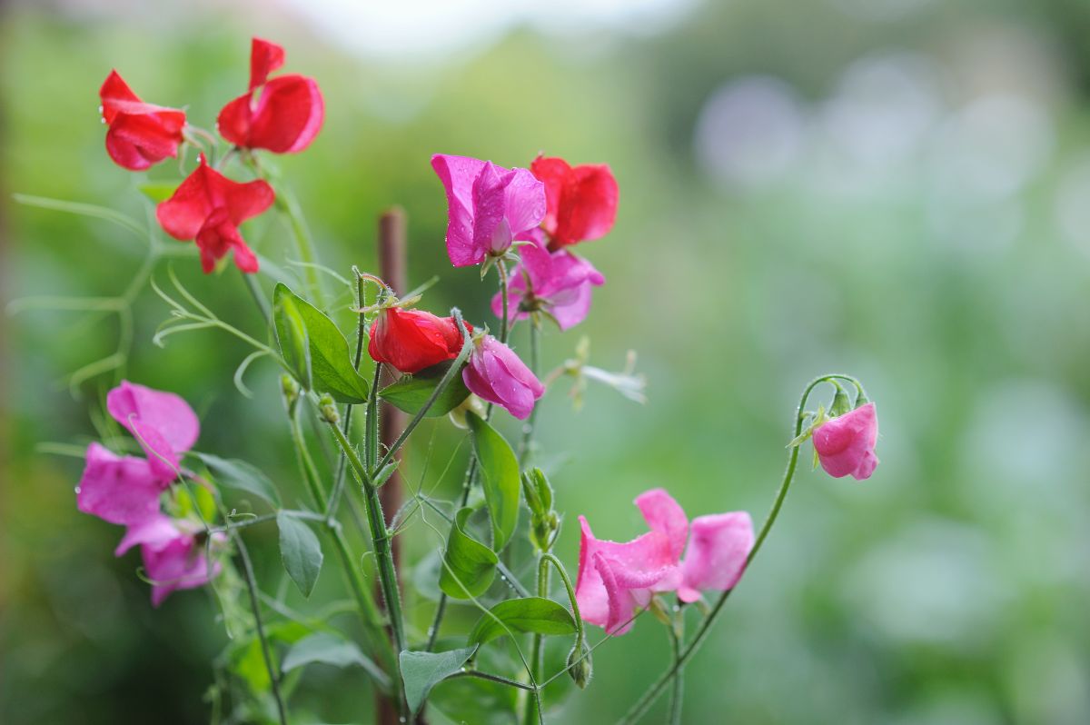 Pink and red sweetpea flowers