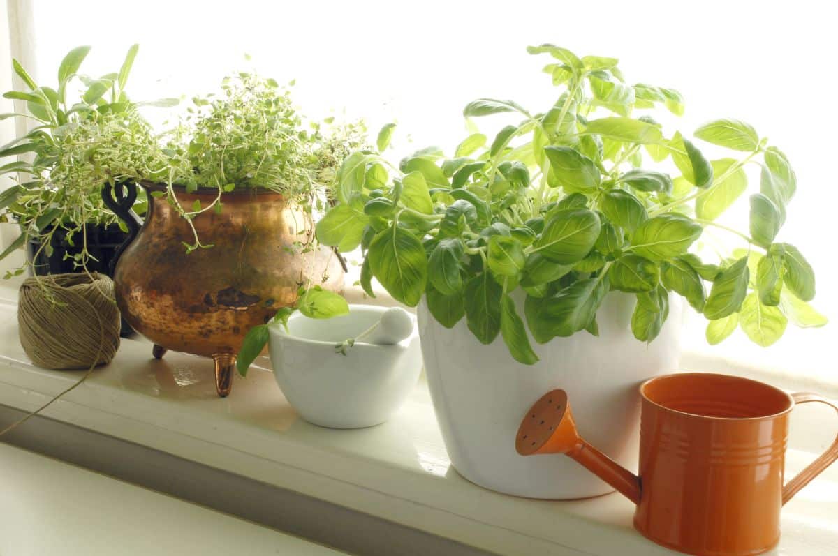 A windowsill herb garden