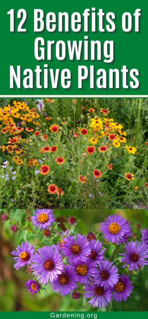 12 Benefits of Growing Native Plants pinterest image.