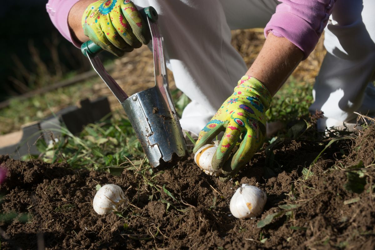 Spring bulbs planted with a dose of compost