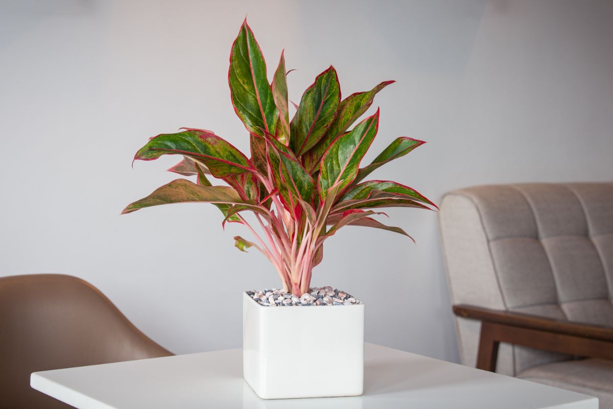 Chinese evergreen plant on an office table