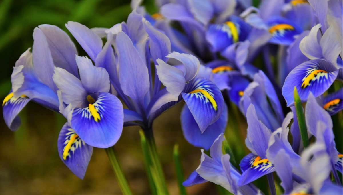Purple iris flowers in bloom