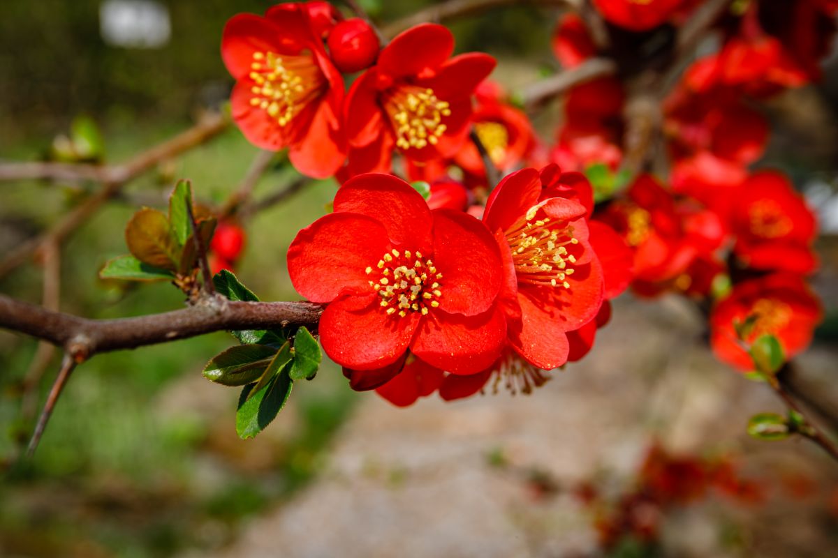 Red flowering quince