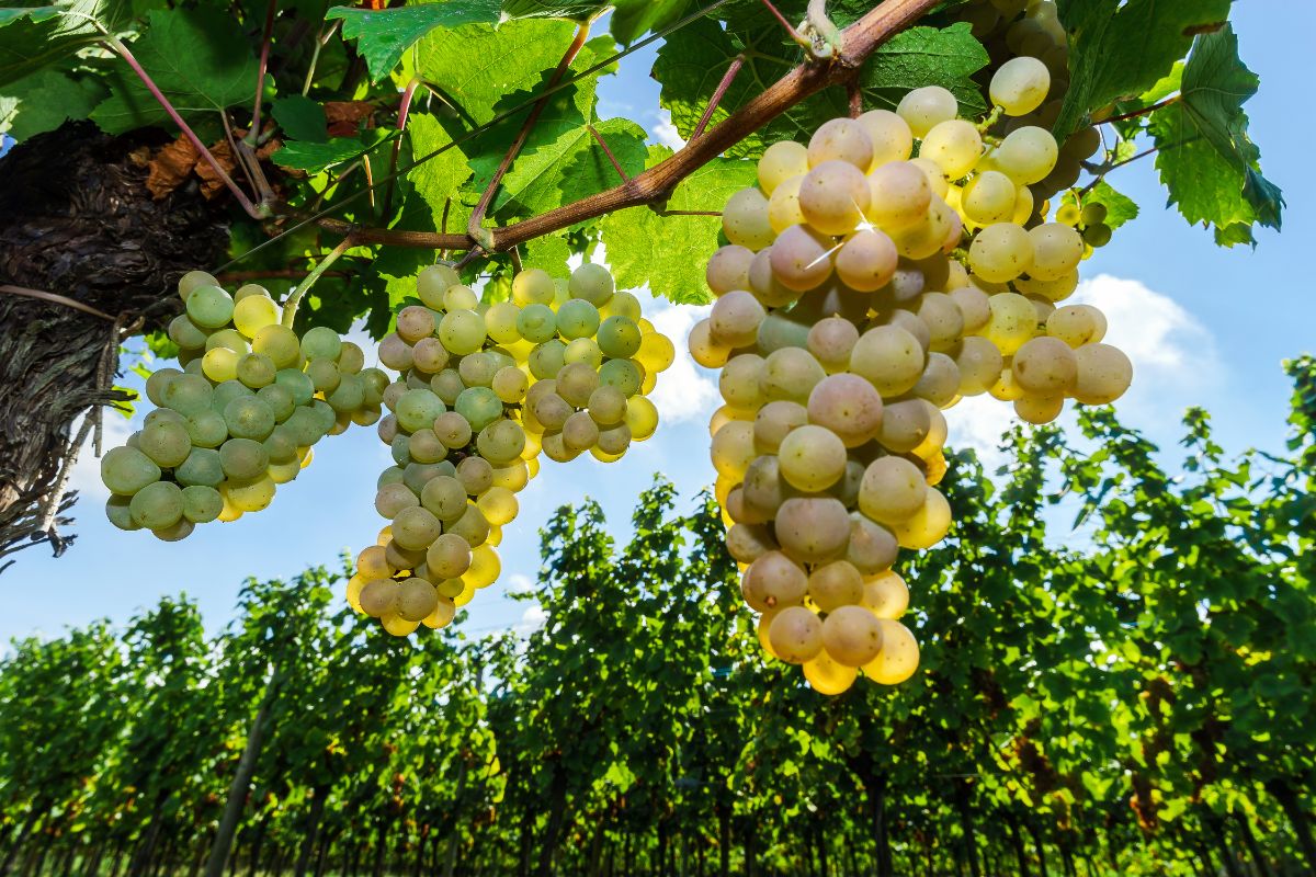 Large clusters of Muscat grapes on the vine
