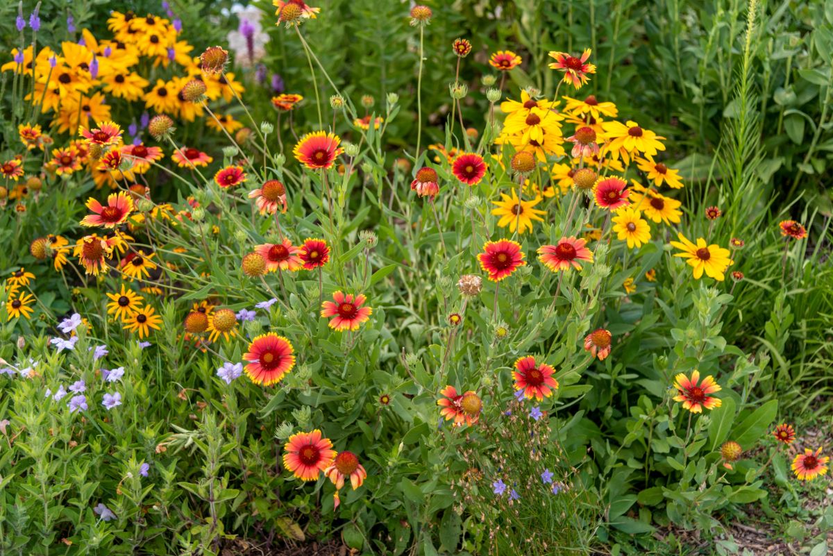 Beautiful natural wildflowers growing in a native planting