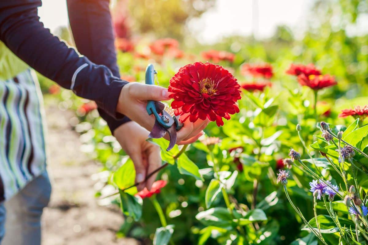 A woman cuts fresh flowers from her garden