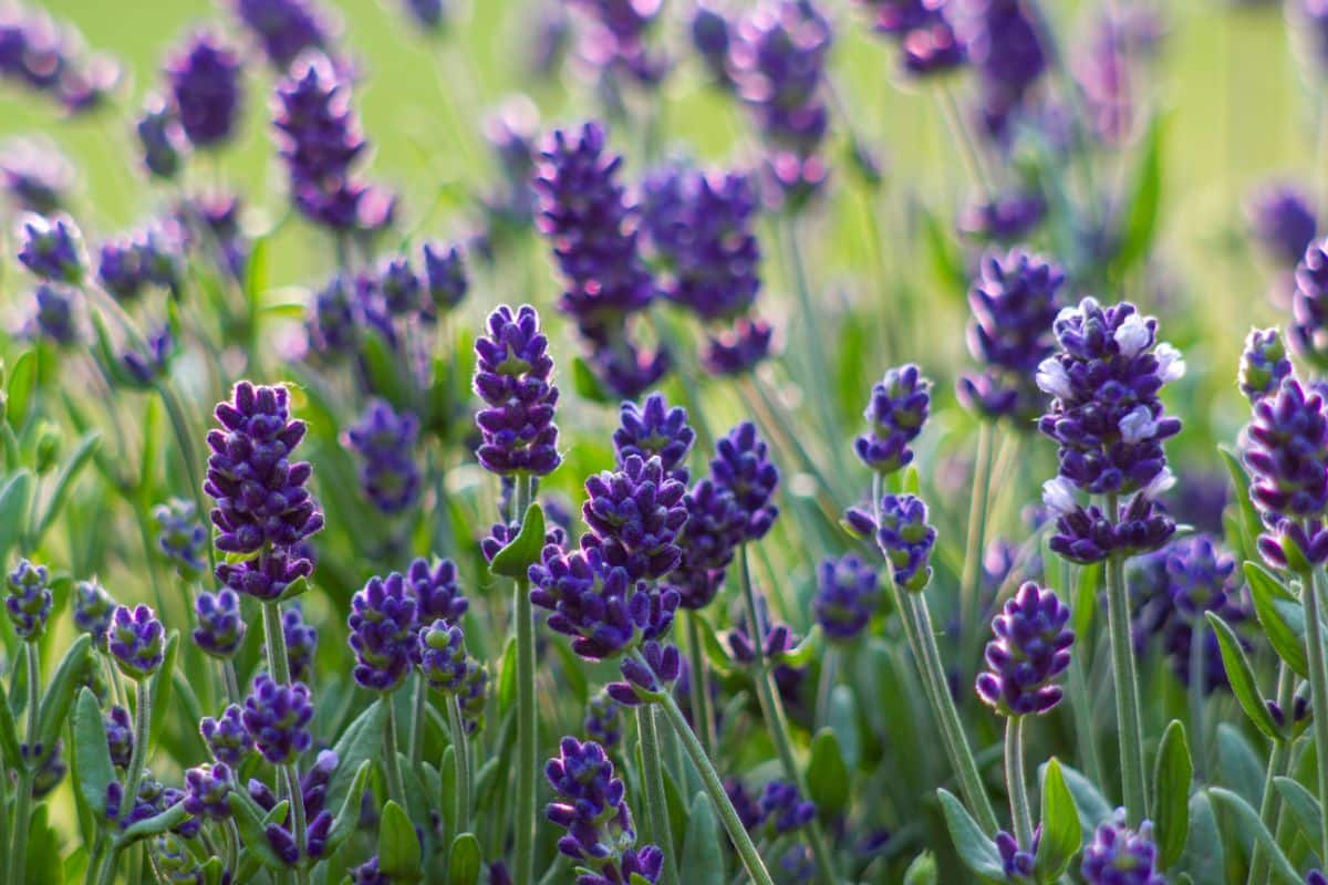 A scent garden planted with lavender