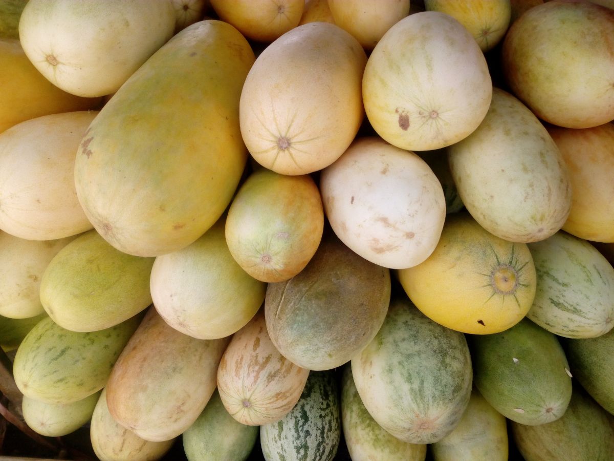 A harvest of Indian Snap melons