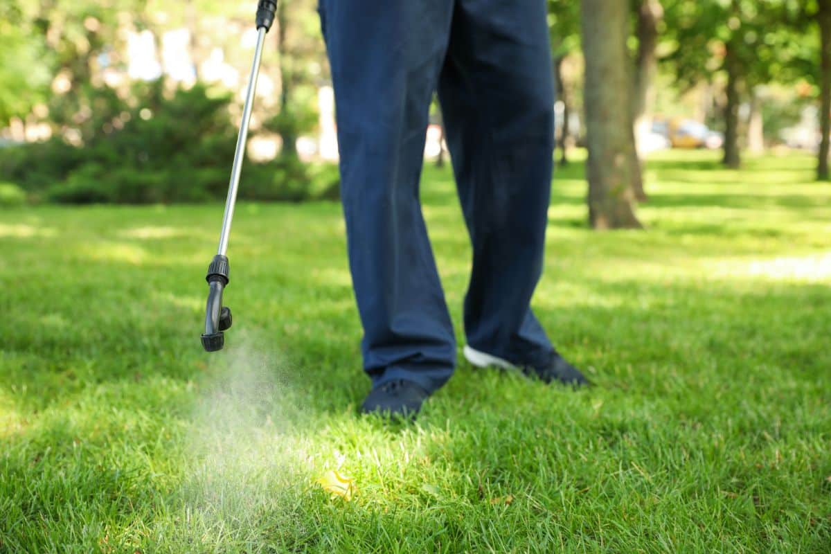 A man treating his lawn with garlic spray