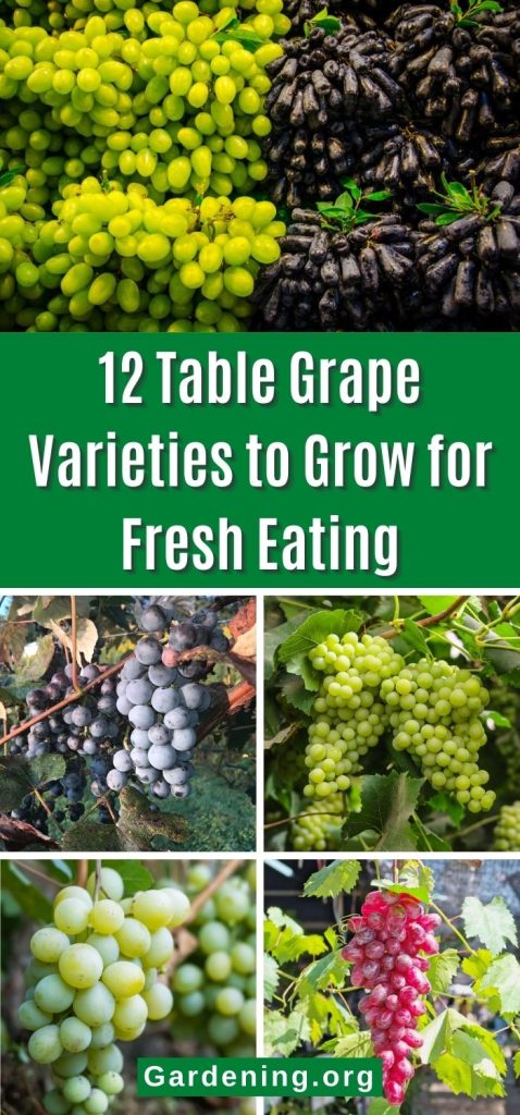 12 Table Grape Varieties to Grow for Fresh Eating pinterest image.