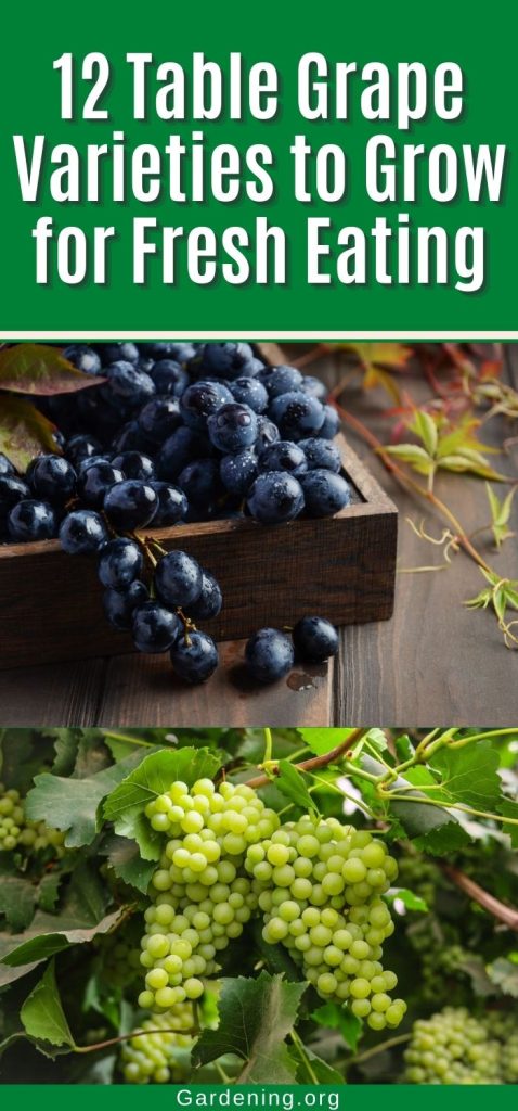 12 Table Grape Varieties to Grow for Fresh Eating pinterest image.