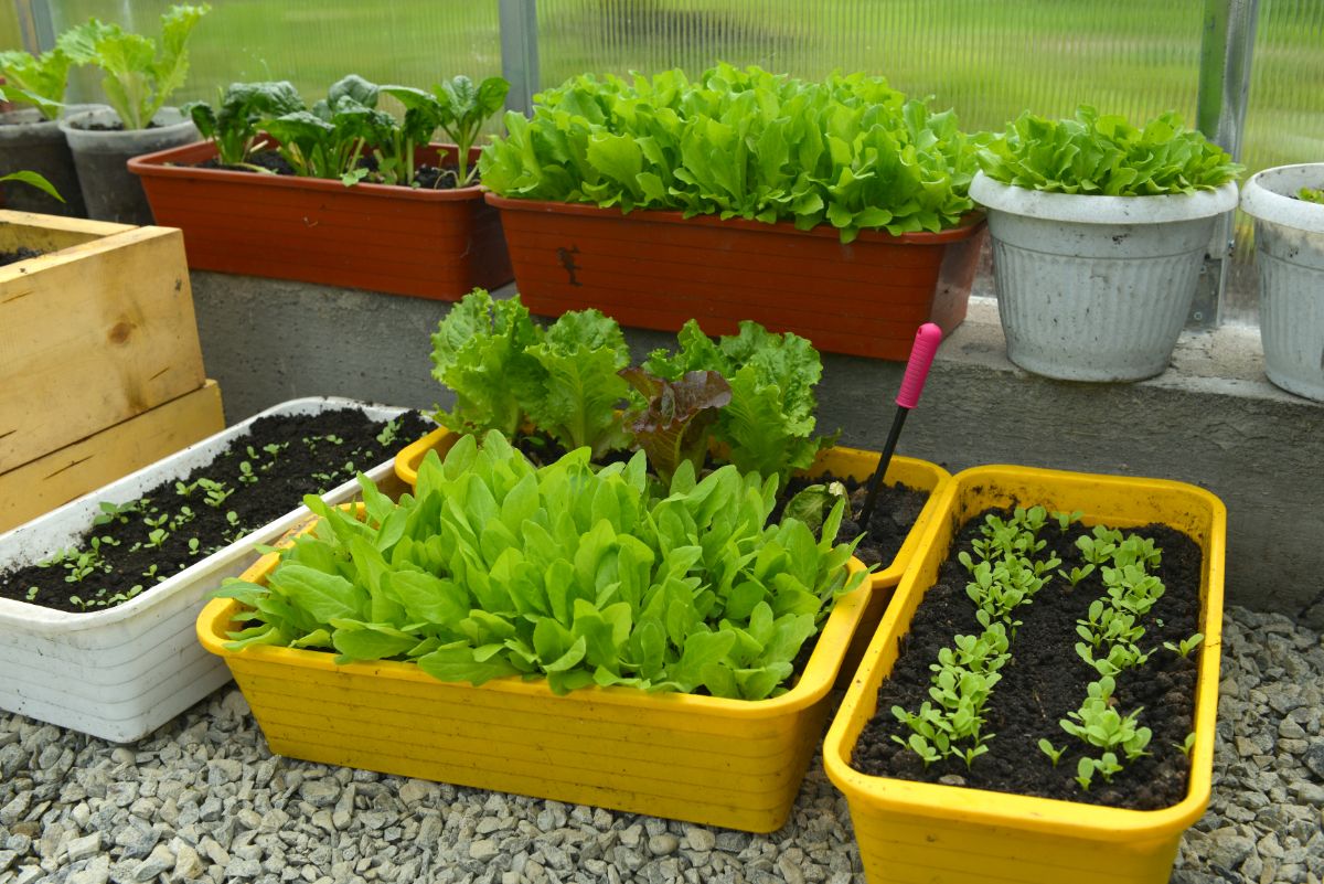 Lettuce growing in containers