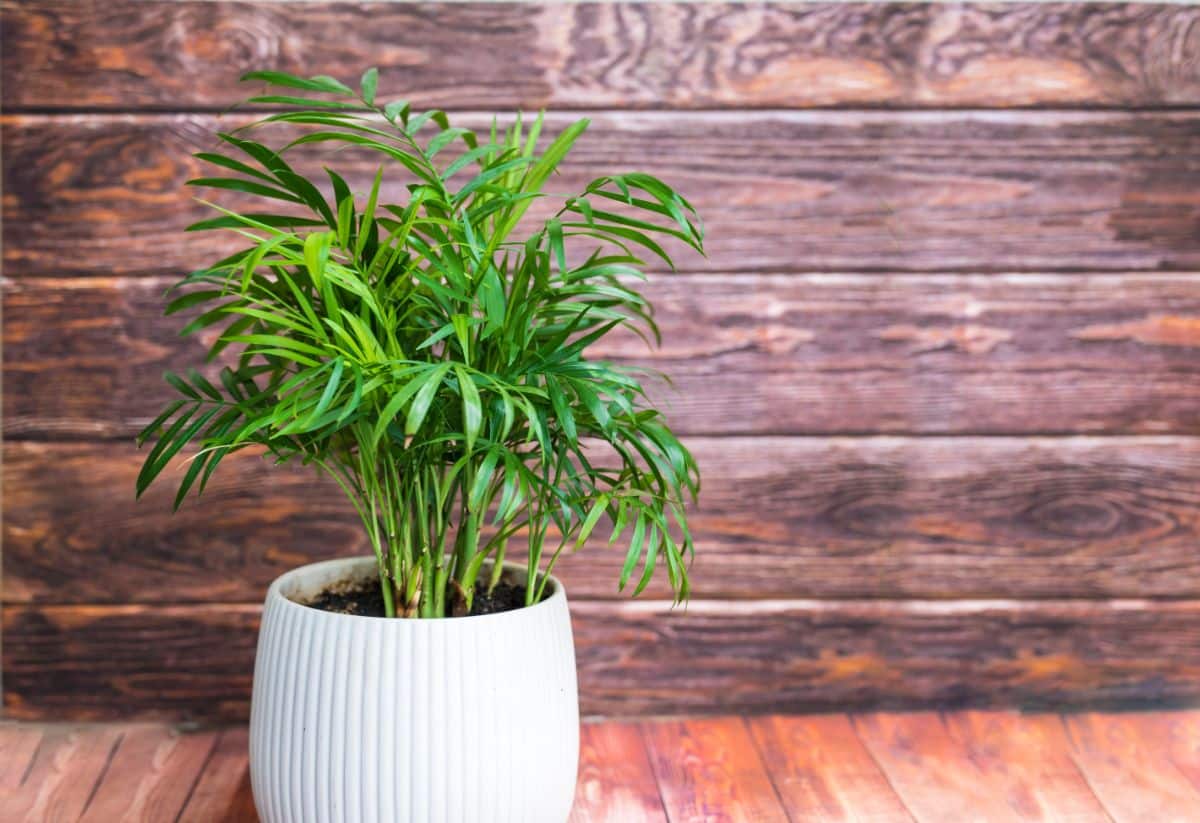 A potted parlor palm plant