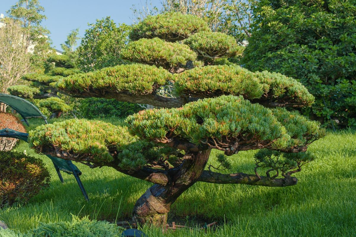 A shaped pine tree in a Japanese garden