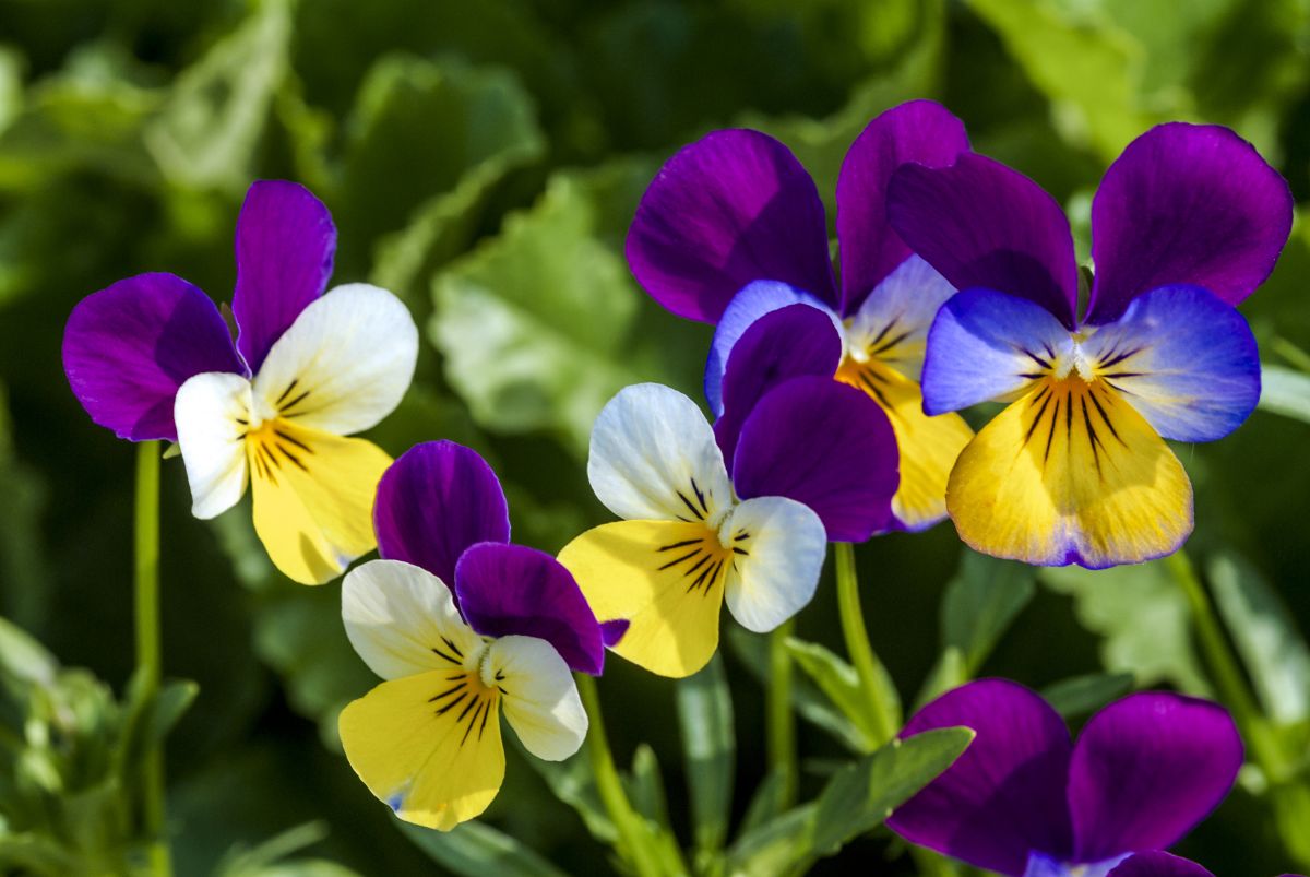 Tri-colored viola flowers