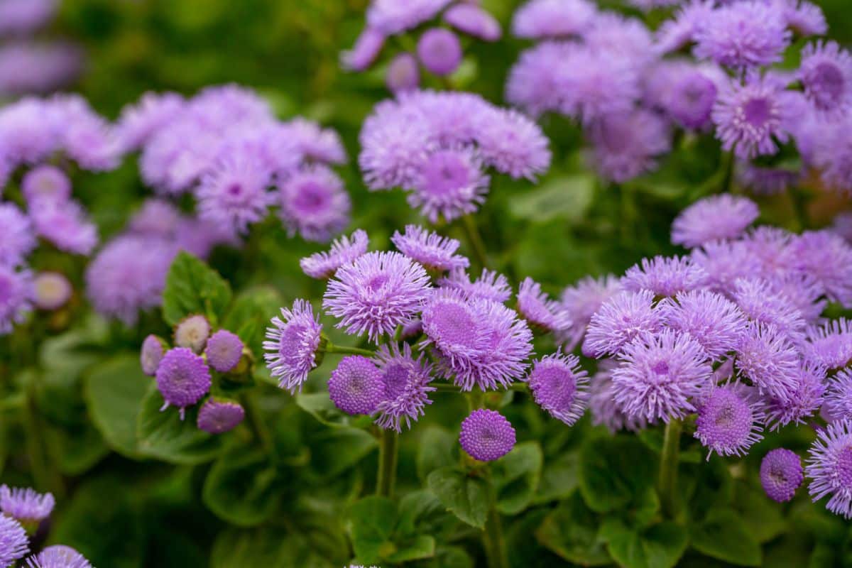 Purple blooming ageratum