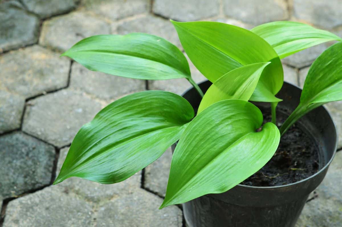 Green cast iron plant