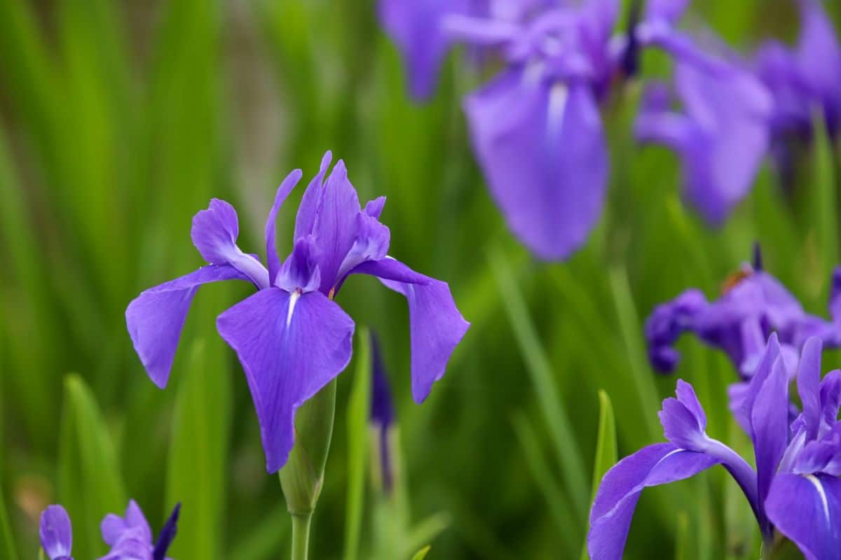 Purple irises in a Japanese garden