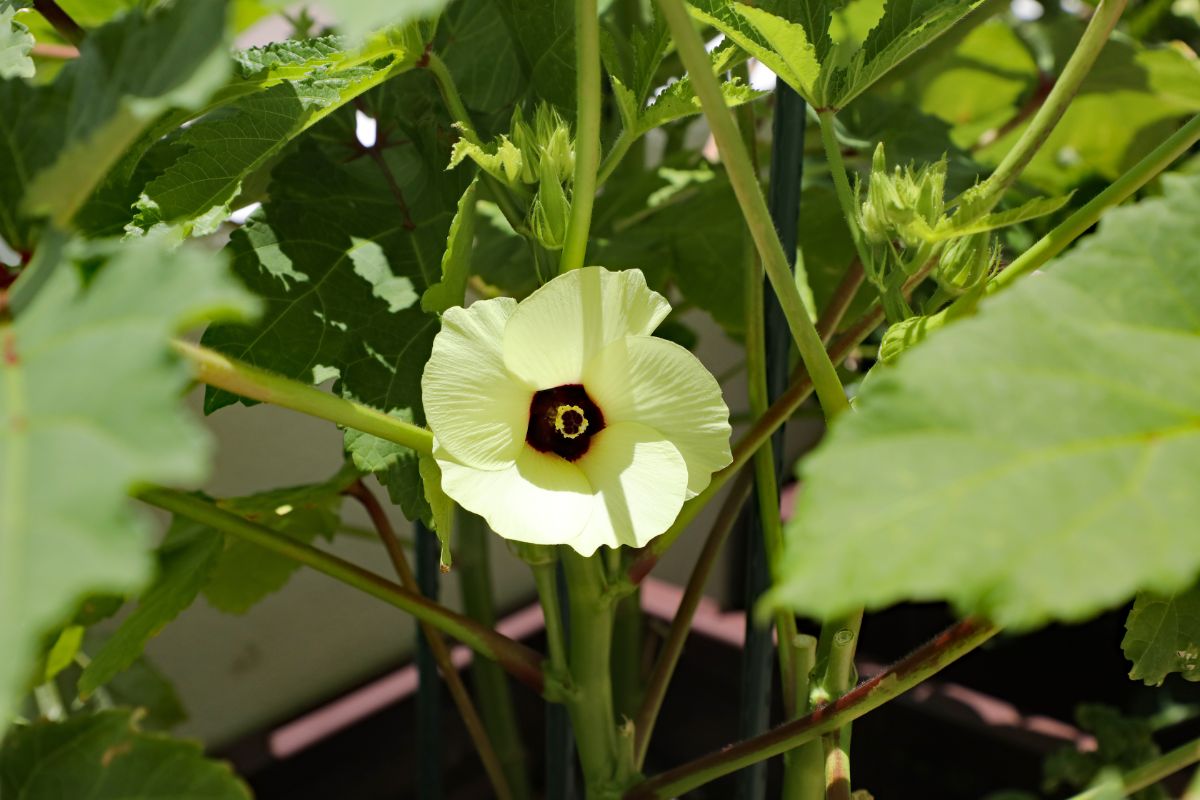 Okra in flower