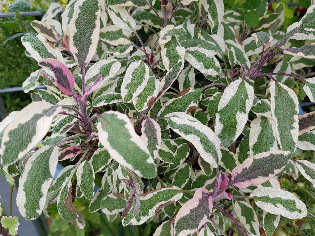 Variegated green and white sage