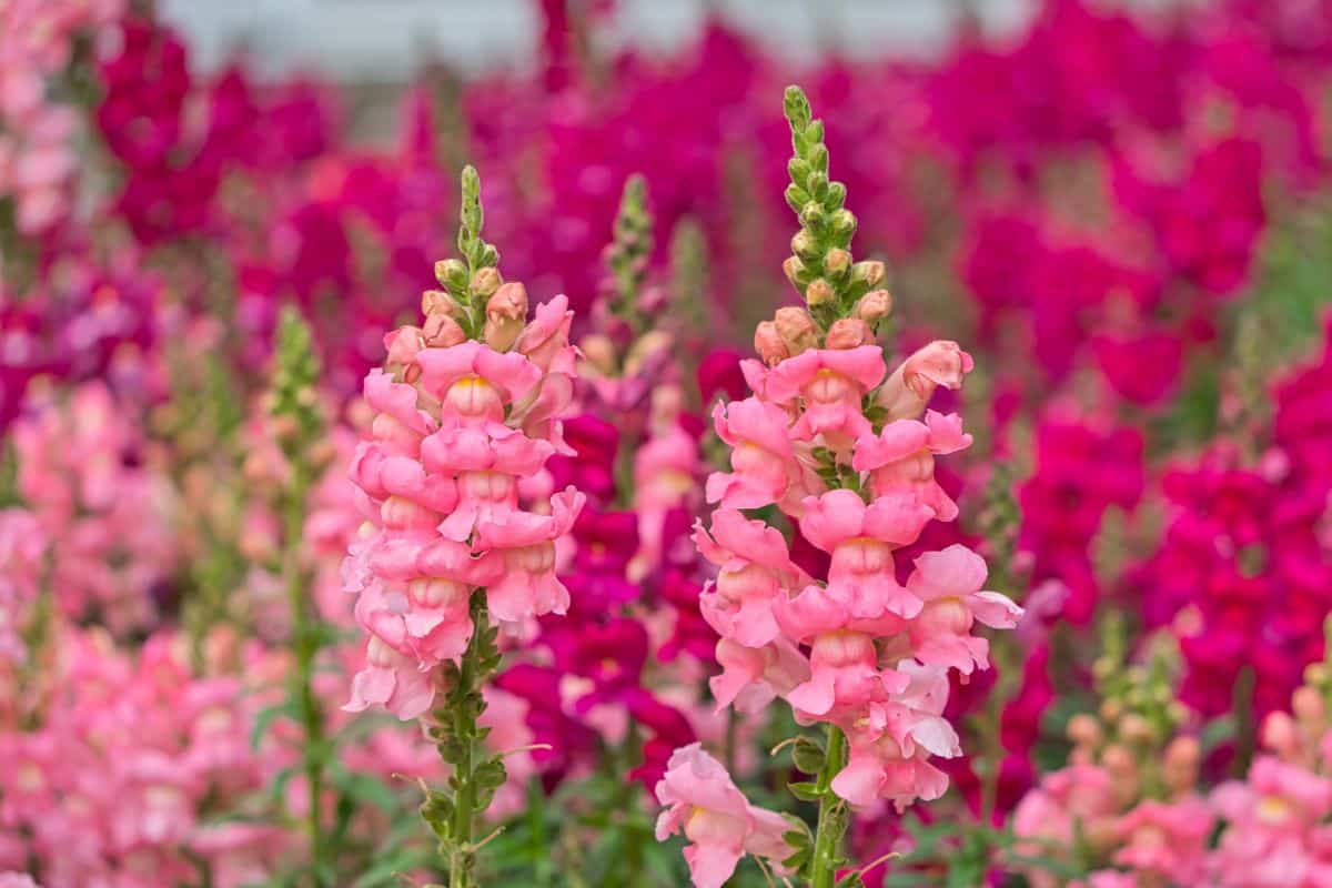 Snapdragon flowers in shades of light and dark pink