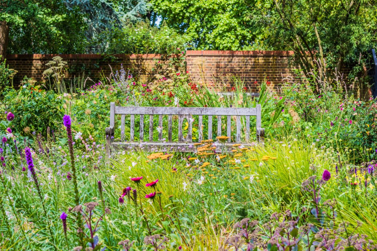 Naturalized wild flower garden space