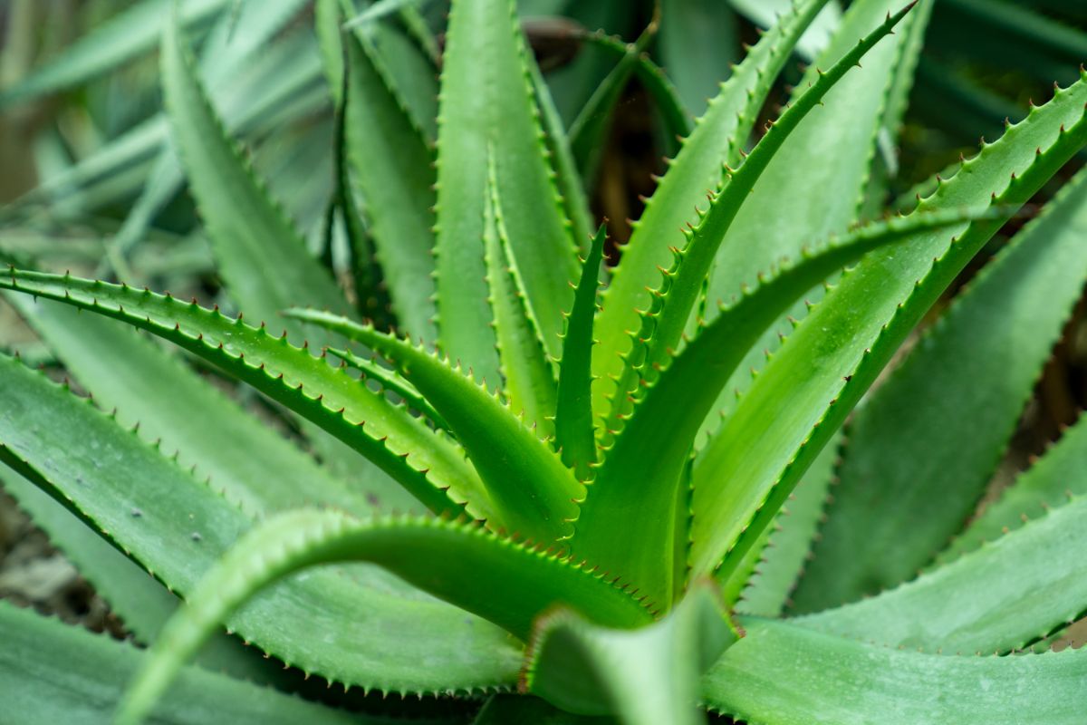 Aloe, a plant to absorb stagnant energy