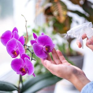 A gardener sprays a purple orchid indoors.