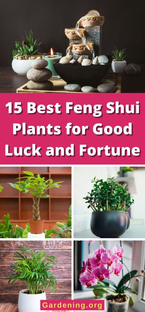 15 Best Feng Shui Plants for Good Luck and Fortune pinterest image.