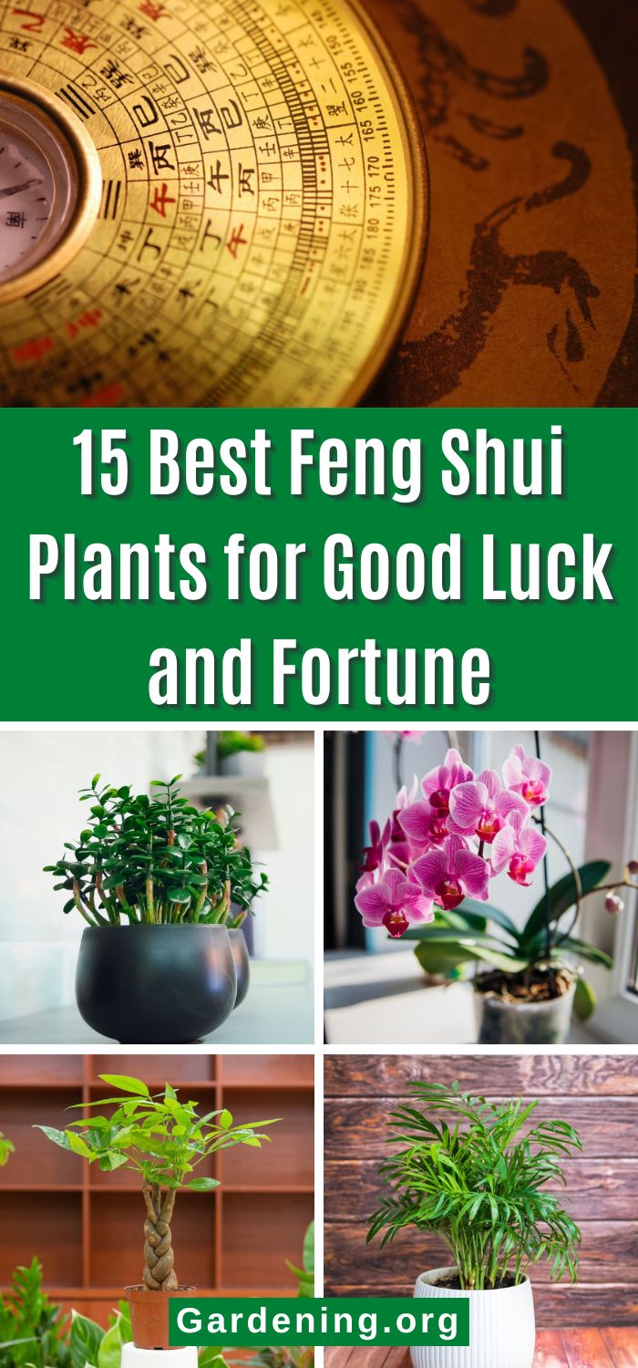 15 Best Feng Shui Plants for Good Luck and Fortune - Gardening