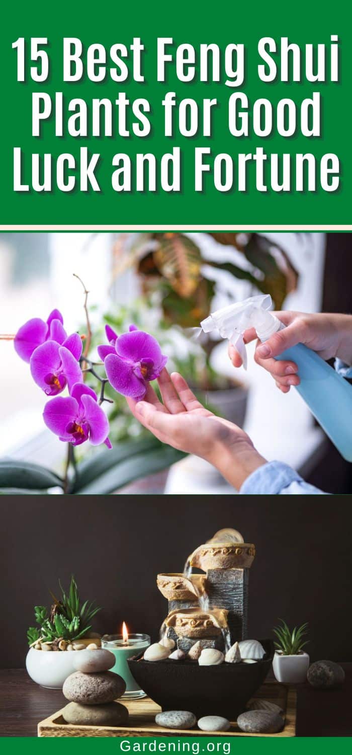 15 Best Feng Shui Plants for Good Luck and Fortune - Gardening