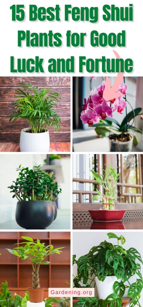 15 Best Feng Shui Plants for Good Luck and Fortune pinterest image.