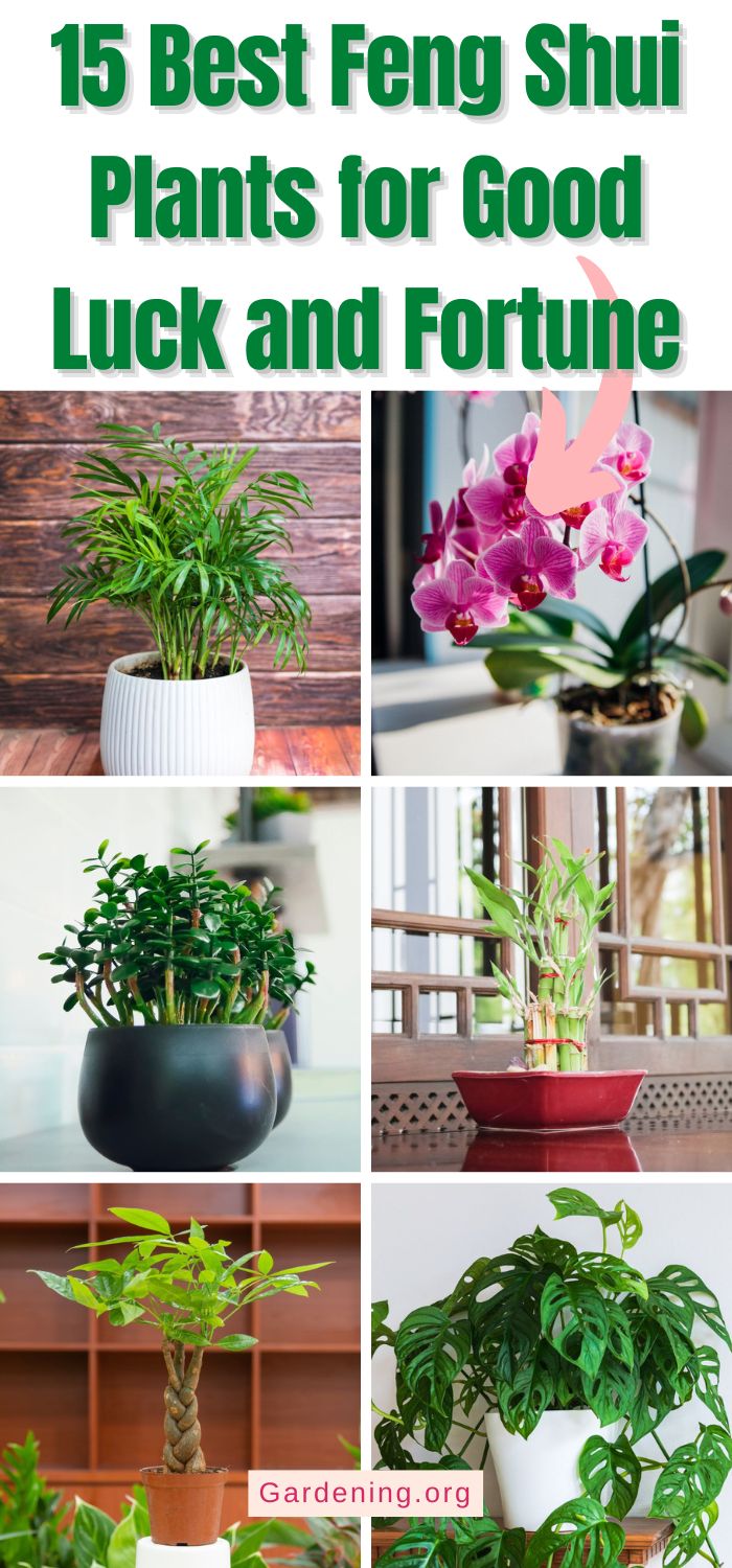 15 Best Feng Shui Plants for Good Luck and Fortune - Gardening