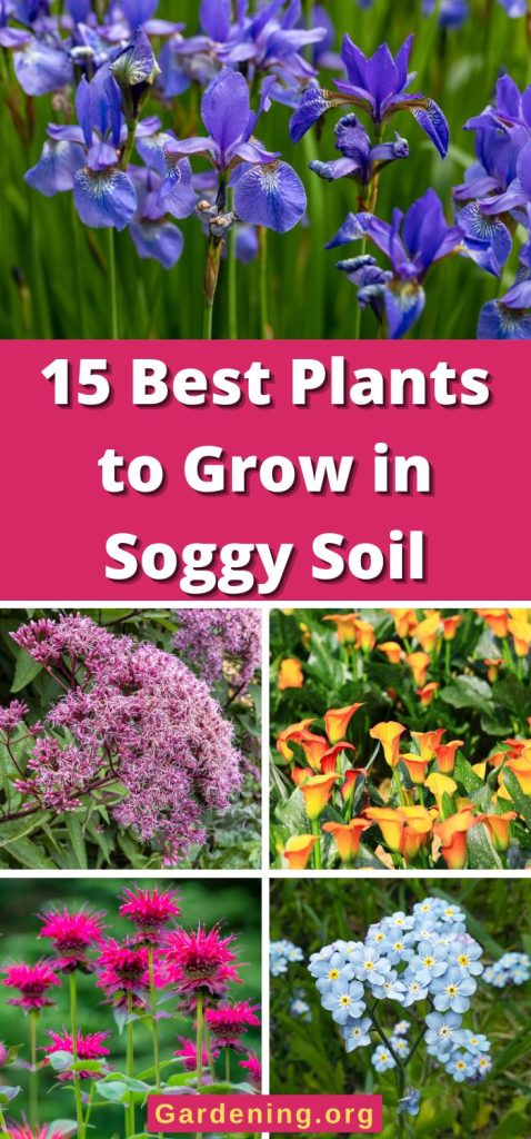 15 Best Plants to Grow in Soggy Soil pinterest image.