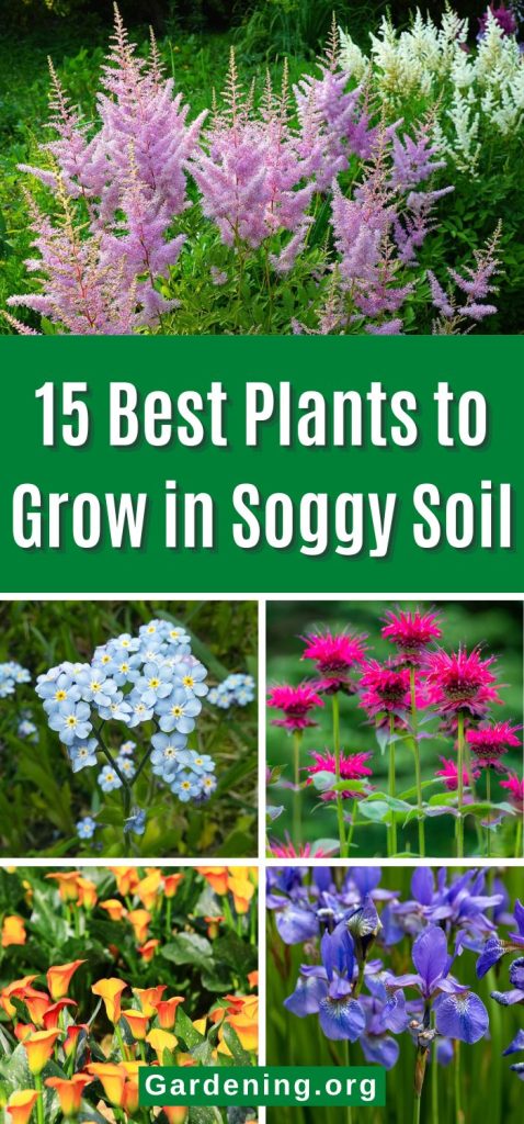 15 Best Plants to Grow in Soggy Soil pinterest image.