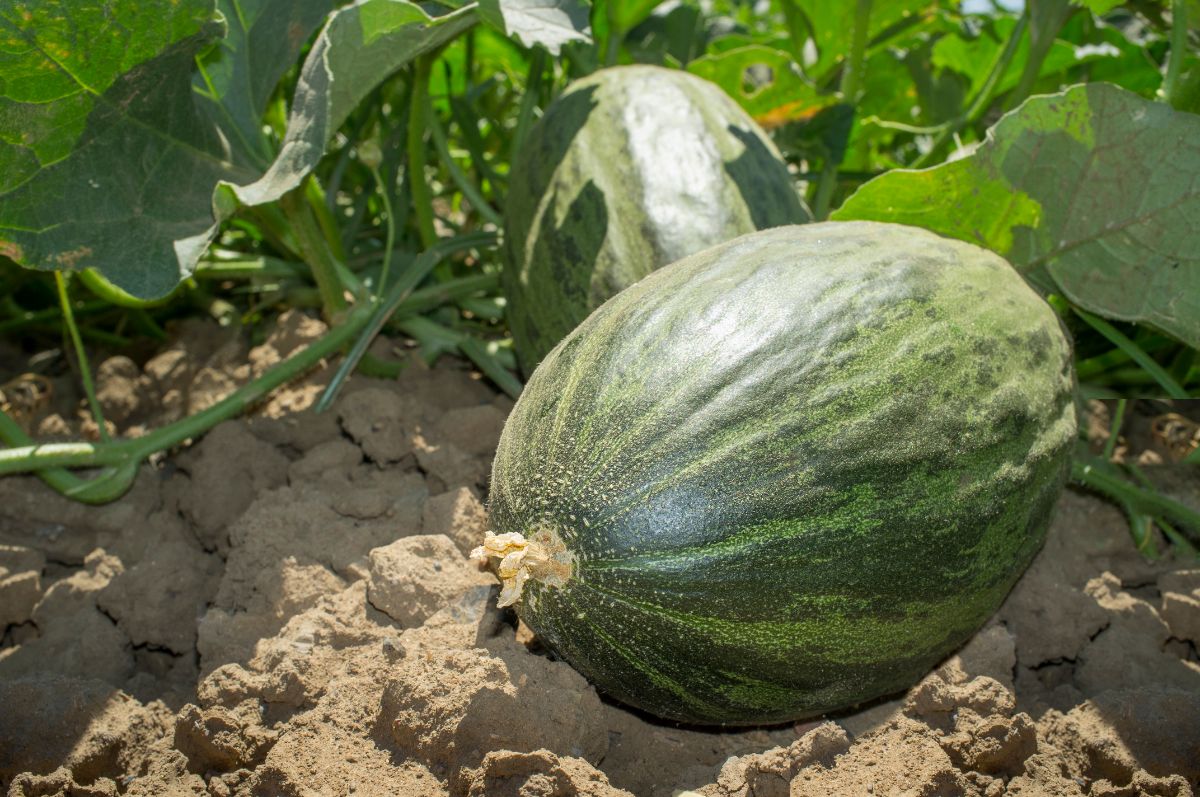 Christmas melon, a long storing melon