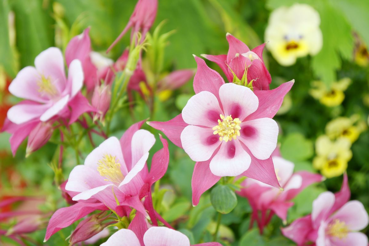 Delicate looking white and pink columbine flowers