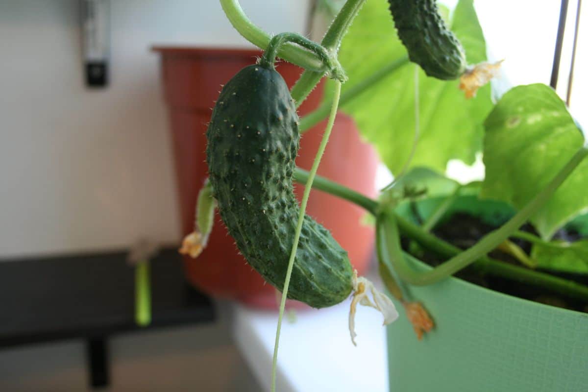 A cucumber growing in a container garden