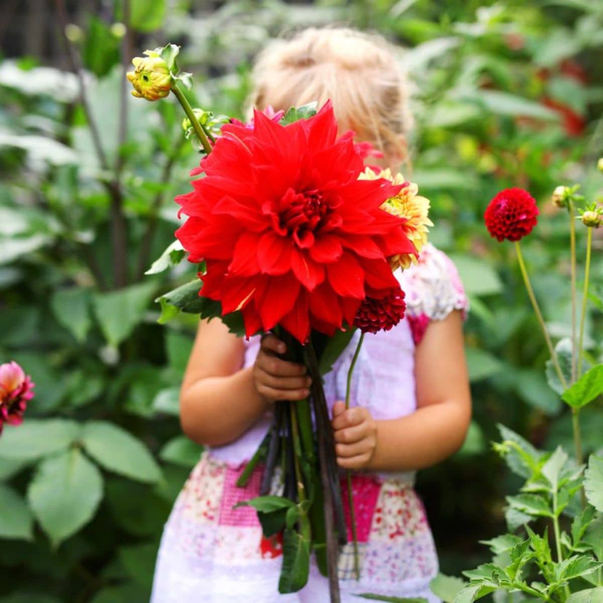 A little girl holds a dahlia bouquet.