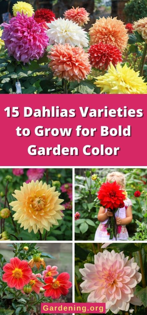 15 Dahlias Varieties to Grow for Bold Garden Color pinterest image.