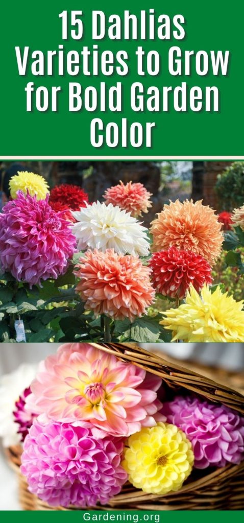 15 Dahlias Varieties to Grow for Bold Garden Color pinterest image.