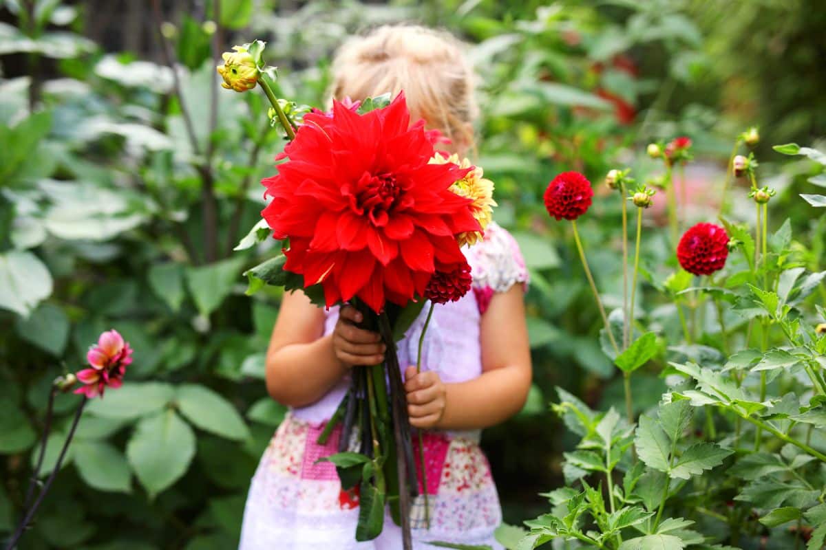 A young girl holding large dinnerplate dahlias