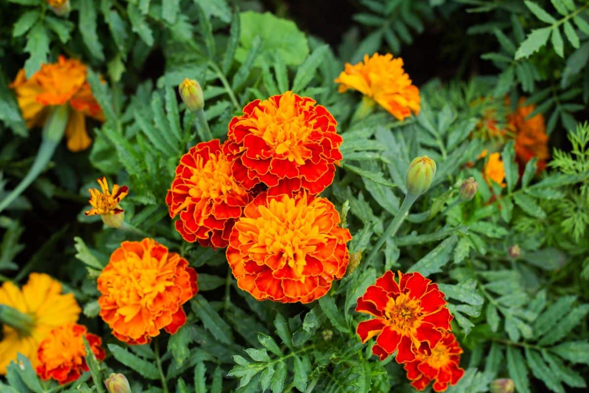 Orange marigolds used as a rose companion