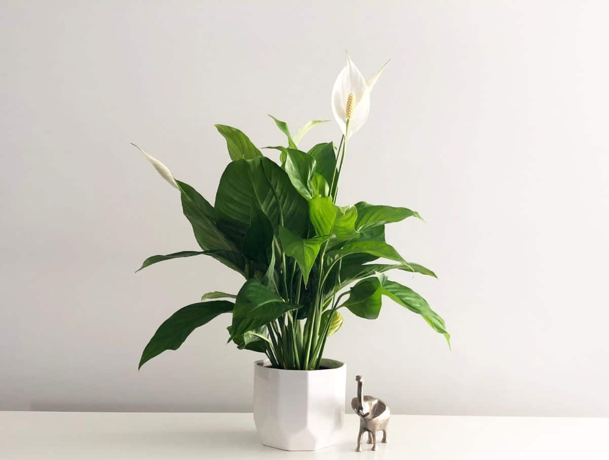 A peace lily plant in bloom