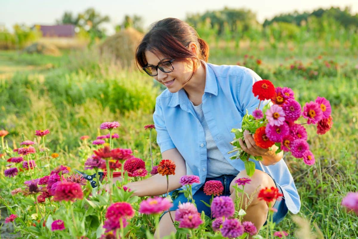 A woman harvesting brightly colored zinnas